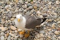 Small seagull standing on stones looking in camera Royalty Free Stock Photo