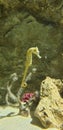 A small seahorse swimming in a tank at an aquarium Royalty Free Stock Photo