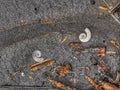 Small seashell and assorted debris on a blach beach sand abstract background image Royalty Free Stock Photo