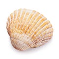 Small seashell isolated on white background. Photo taken by stacking method Royalty Free Stock Photo
