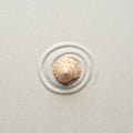 A small seashell with a spiral pattern is centered on fine, light-colored sand. The sand Royalty Free Stock Photo