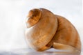 a small seashell, spiral-shaped. With a golden hue. On a light background Royalty Free Stock Photo