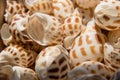Small seashells close-up