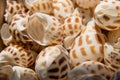 Small seashells close-up Royalty Free Stock Photo