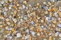 Small seashells are on the sandy seashore, background Royalty Free Stock Photo