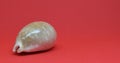 Small seashells with a sheer face view on red background Royalty Free Stock Photo