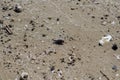 Small seashells on the wet sand on the beach Royalty Free Stock Photo