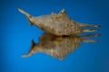 Small seasnail shell, broken by the sea Royalty Free Stock Photo