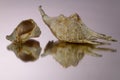 Small seasnail shell, broken by the sea Royalty Free Stock Photo