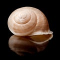 Small seasnail shell Royalty Free Stock Photo