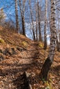 Narrow pathway up to the top of the hill through the birch grove