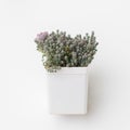 Small Sedum Dasyphyllum minor plant succulent houseplant in white plastic pot on white background