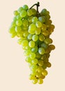 Small seedless GewÃÂ¼rztraminer grapes