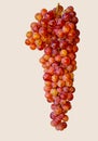 Small seedless GewÃÂ¼rztraminer grapes