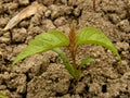 Small seedling of ash-leaved maple