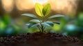 A Small Seedling Breaking Through Soil, Symbolizing New Beginnings and Sustainable Growth in Nature Royalty Free Stock Photo