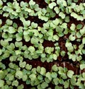 Small seedling of broccoli looks so fresh