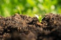 Small seedling grow in the morning sun. New plant life