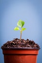 A small seedling grows out of a pot of soil