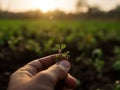 small seedling in a lush green field