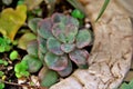 A small seedling of pearl pink echeveria Royalty Free Stock Photo