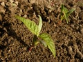 Small seedlings of ash leaved maple