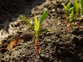 Small seedlings of ash leaved maple