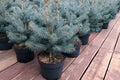 Small seedlings of blue spruce trees in pots, wooden floor, Christmas sale, festive backgrounds