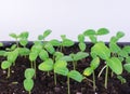 Small seedlings of cucumber grow in a tray for growing seedlings.