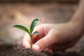 Small seedlings that germinate from complete soil And with human hands dripping from the seedlings, the idea of caring for