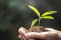 Small seedlings that grow in human hands, plant trees to reduce global warming, Forest conservation, World Environment Day Royalty Free Stock Photo