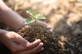 Small seedlings that grow in human hands, plant trees to reduce global warming, Forest conservation, World Environment Day Royalty Free Stock Photo