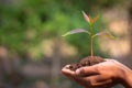 Small seedlings that grow in human hands, plant trees to reduce global warming, Forest conservation, World Environment Day Royalty Free Stock Photo