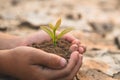 Small seedlings that grow in human hands, plant trees to reduce global warming, Forest conservation, World Environment Day Royalty Free Stock Photo