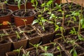 Small seedlings is growing in cultivation trays Royalty Free Stock Photo