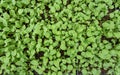 Small seedlings of lettuce in cultivation tray Royalty Free Stock Photo