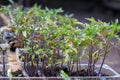 Small seedlings of lettuce growing in cultivation tray Royalty Free Stock Photo