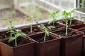 Small seedlings of lettuce growing in cultivation tray Royalty Free Stock Photo