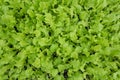 Small seedlings or oak leaf salad vegetable growing in cultivation tray Royalty Free Stock Photo