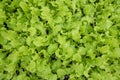 Small seedlings or oak leaf salad vegetable growing in cultivation tray Royalty Free Stock Photo