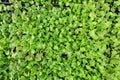 Small seedlings or oak leaf salad vegetable growing in cultivation tray Royalty Free Stock Photo