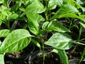 Small seedlings of peppers - close up Royalty Free Stock Photo