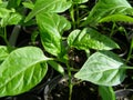 Small seedlings of peppers - close Royalty Free Stock Photo