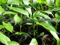 Small seedlings of peppers Royalty Free Stock Photo