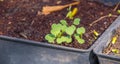 Small seedlings growing in a seed box