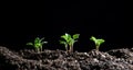 Small seedlings of vegetables