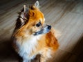 Small senior mixed breed rescue dog of pomperanian and chihuahua stock sits and stares into the distance with a pensive expression