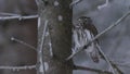 A small and serious bird of prey Eurasian Pygmy owl Glaucidium passerinum gazing at a trespasser