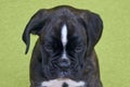 Small serious black with white spot on nose bridge Boxer puppy on green background. Royalty Free Stock Photo