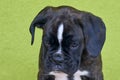 Small serious black with white spot on nose bridge Boxer puppy on green background. Royalty Free Stock Photo